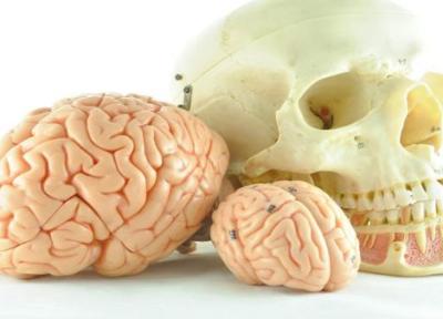 چرا مغز انسان رفته رفته کوچکتر می شود؟