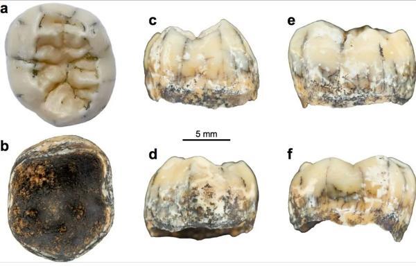 معمای دندان تازه کشف شده یک دختر بچه 160 هزار ساله!