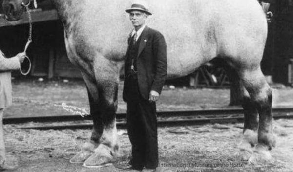 عجیب ترین اسب جهان ، سنگین تر از یک ماشین!، عکس